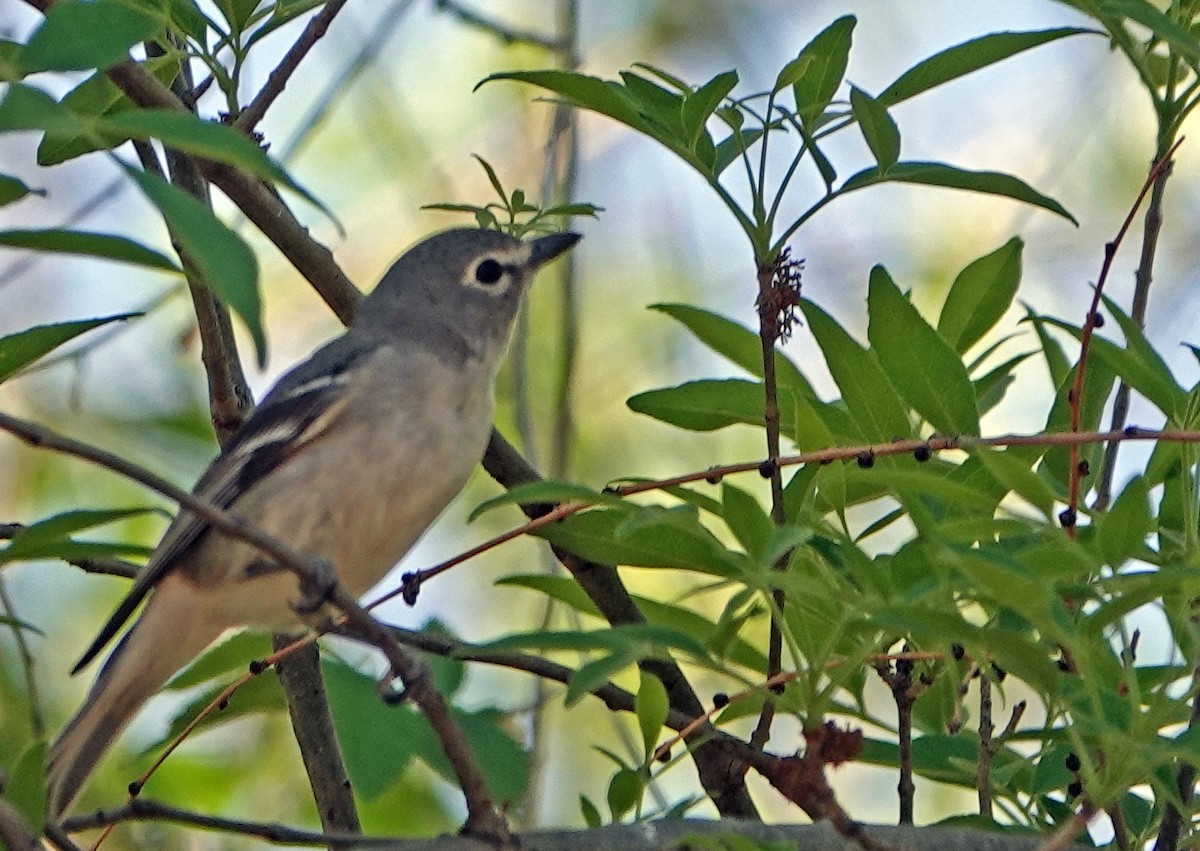 Plumbeous Vireo - ML617740887