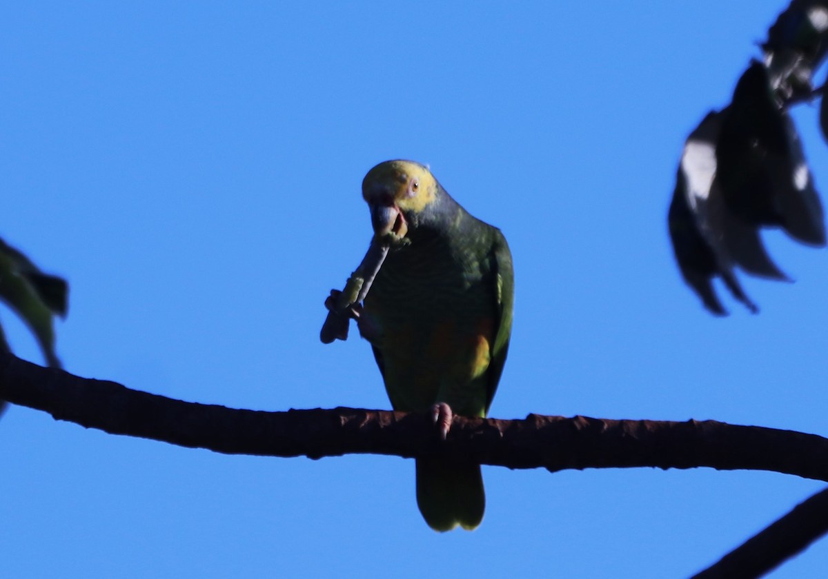 Amazona del Cerrado - ML617740906