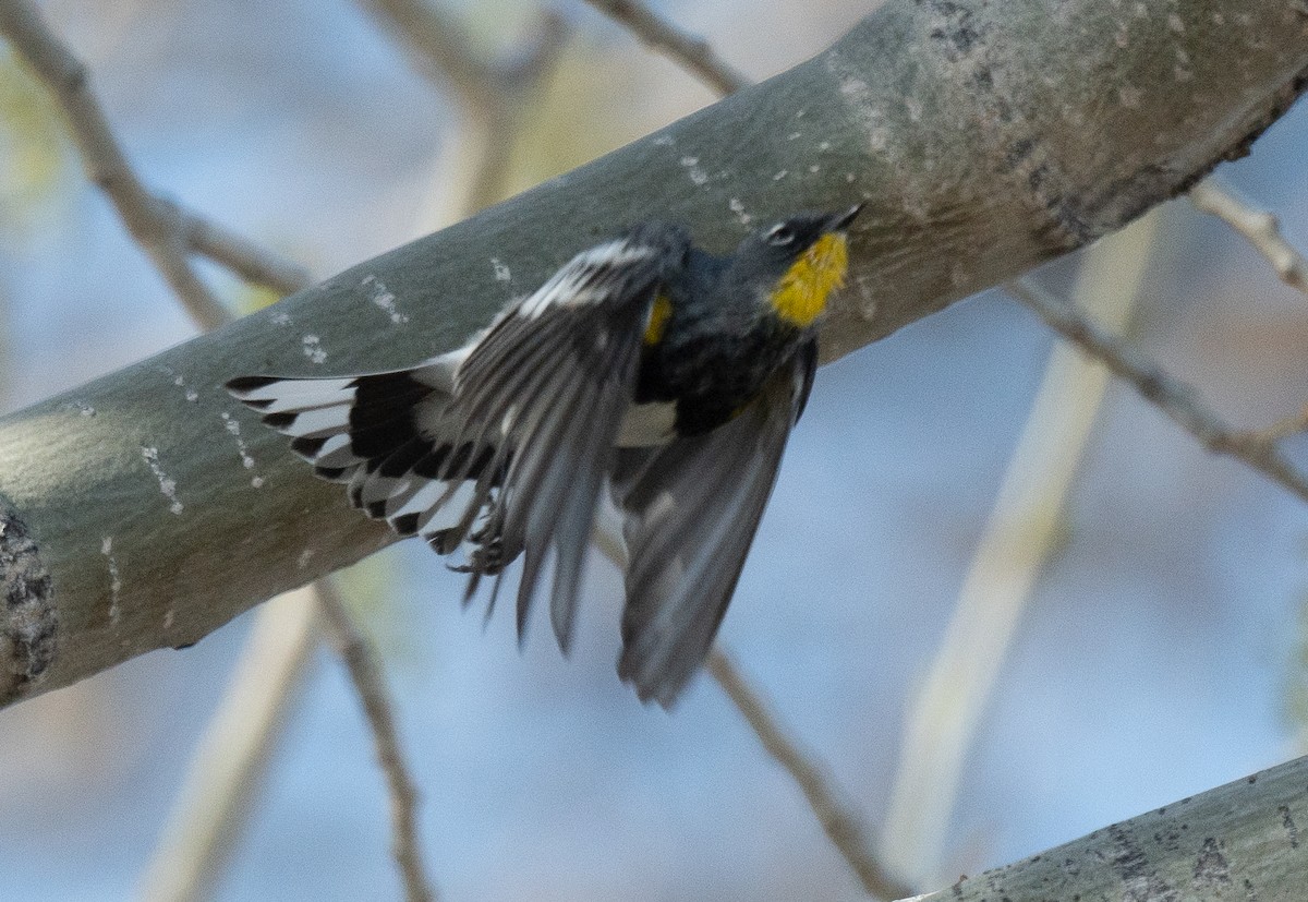 Yellow-rumped Warbler - Connie Misket