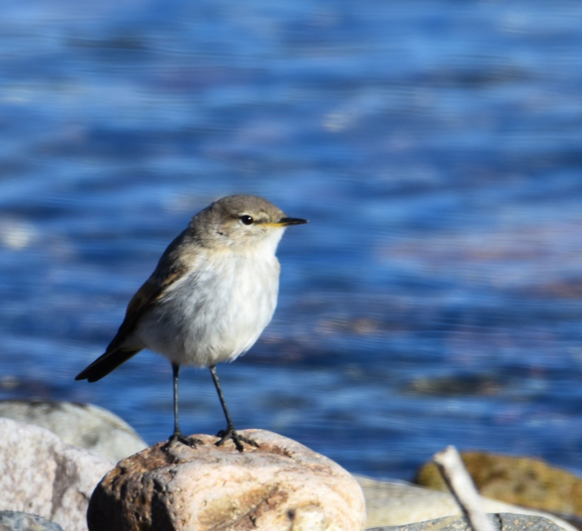 Spot-billed Ground-Tyrant - Victor Leber