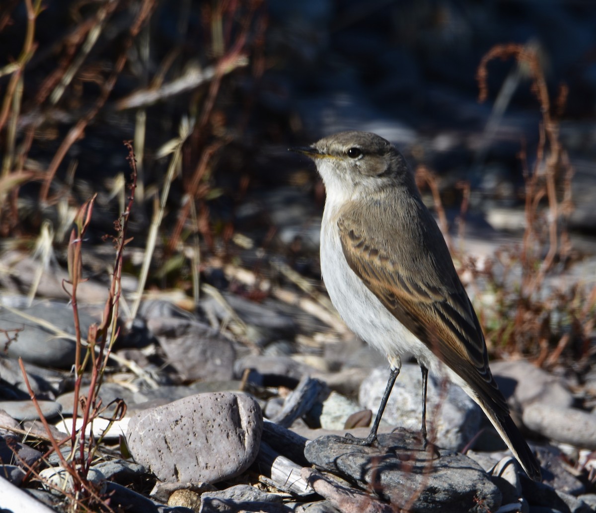 Spot-billed Ground-Tyrant - Victor Leber