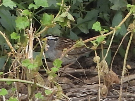 White-throated Sparrow - Joshua Mitchell