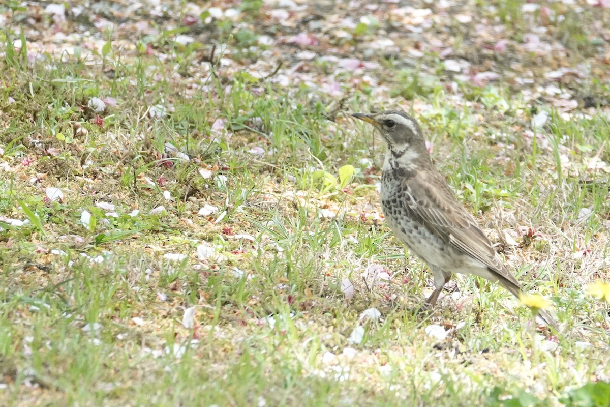 Dusky Thrush - ML617740987