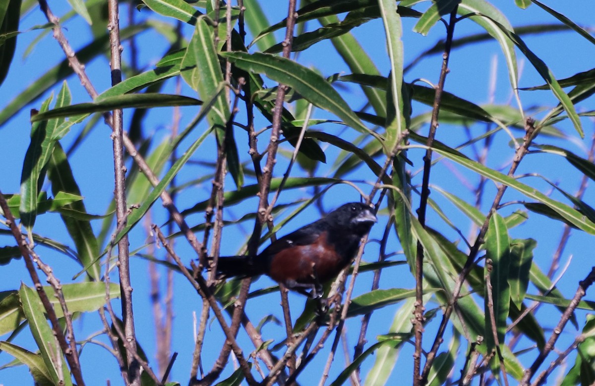 Chestnut-bellied Seed-Finch - Suzana Arakaki