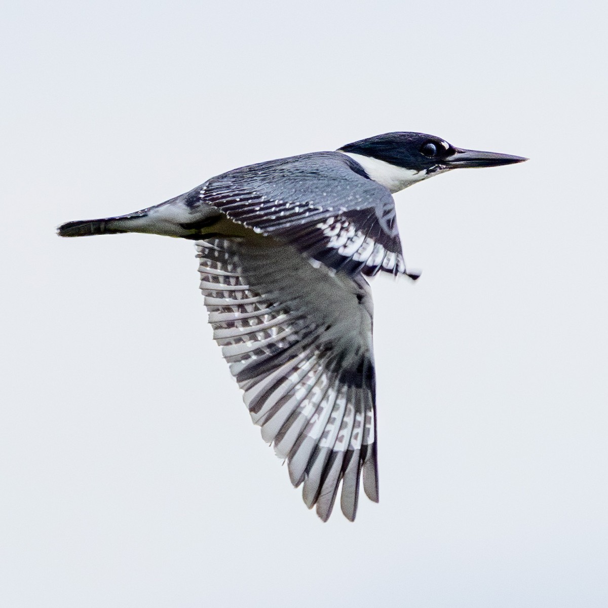 Belted Kingfisher - ML617741080