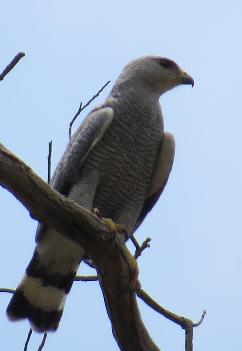 Gray-lined Hawk - Anderson León Natera