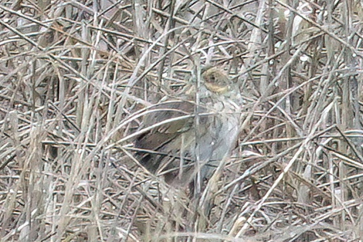 Saltmarsh Sparrow - Russ Smiley