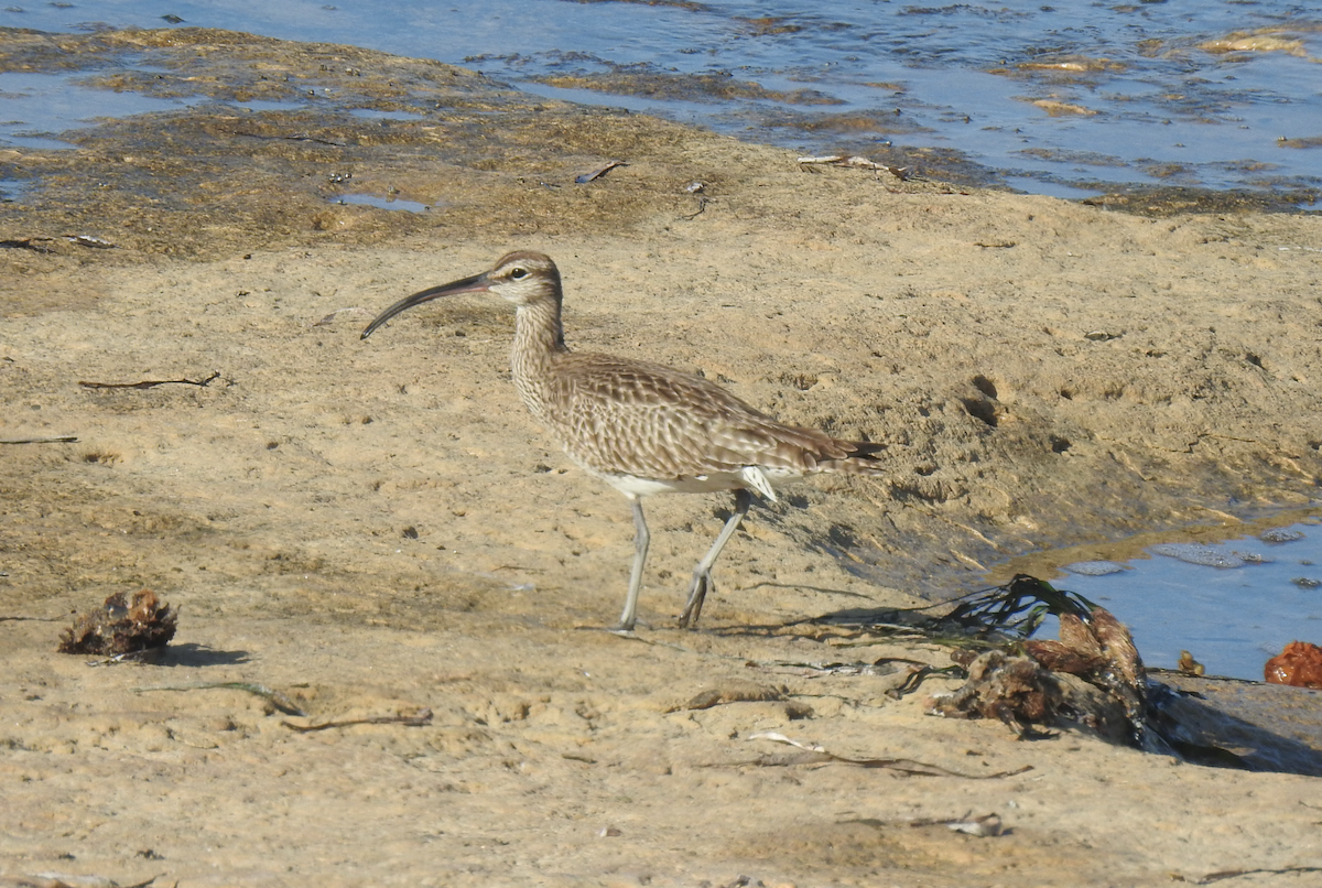 Whimbrel - ML617741162