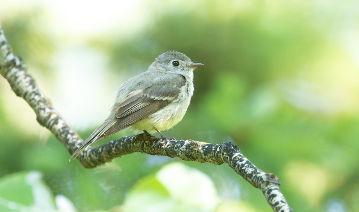 Hammond's Flycatcher - ML617741175