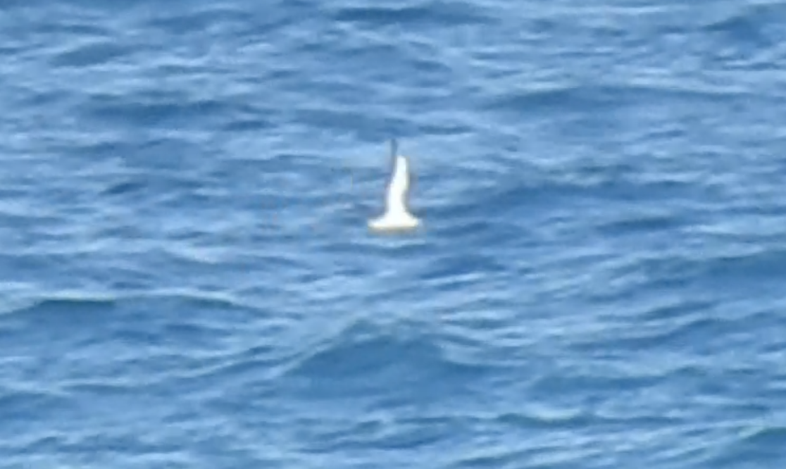 Yelkouan Shearwater - ML617741195