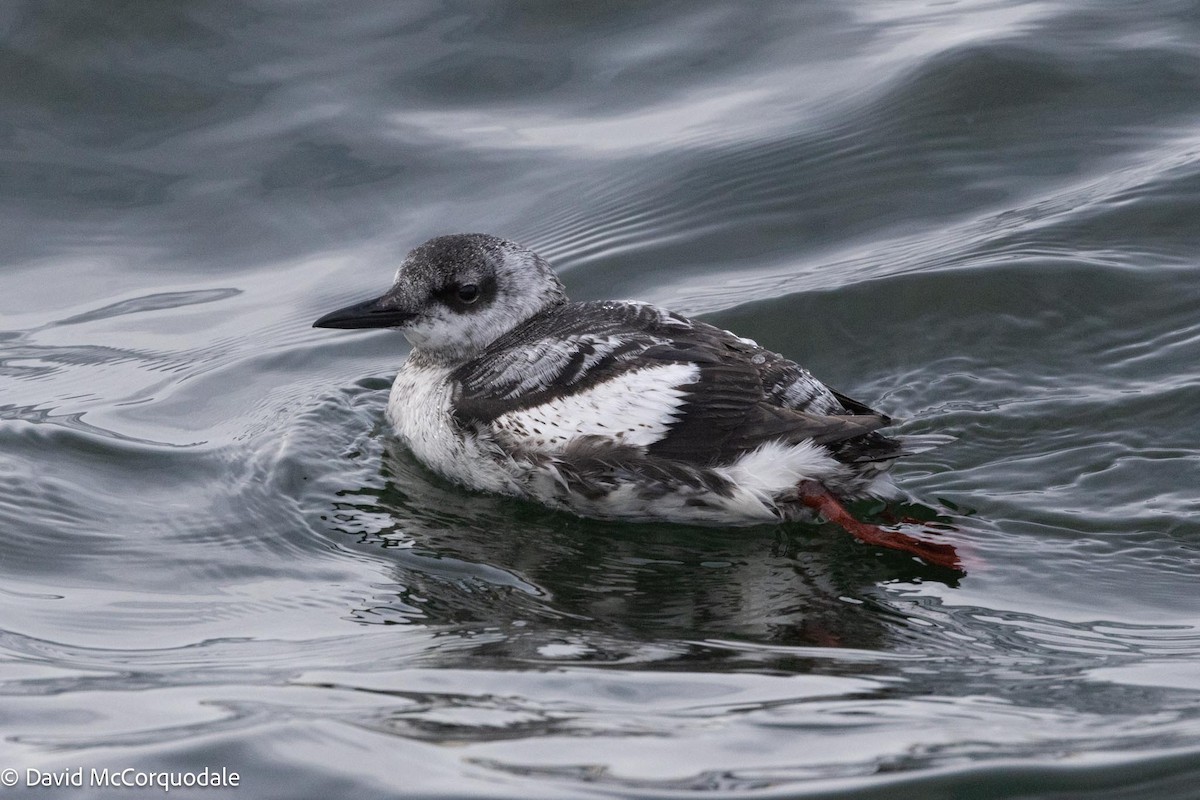 Black Guillemot - David McCorquodale