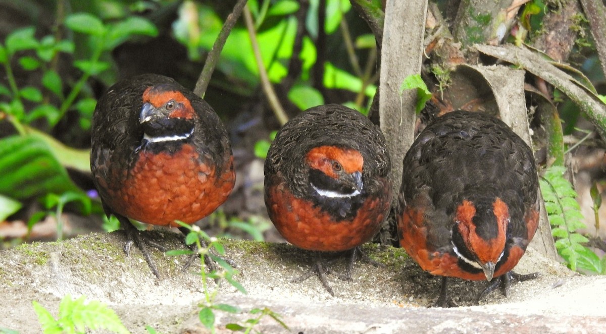 Rufous-fronted Wood-Quail - Jordan Franco