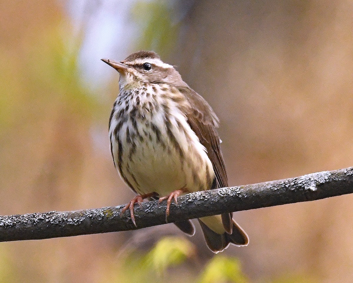 Louisiana Waterthrush - ML617741299