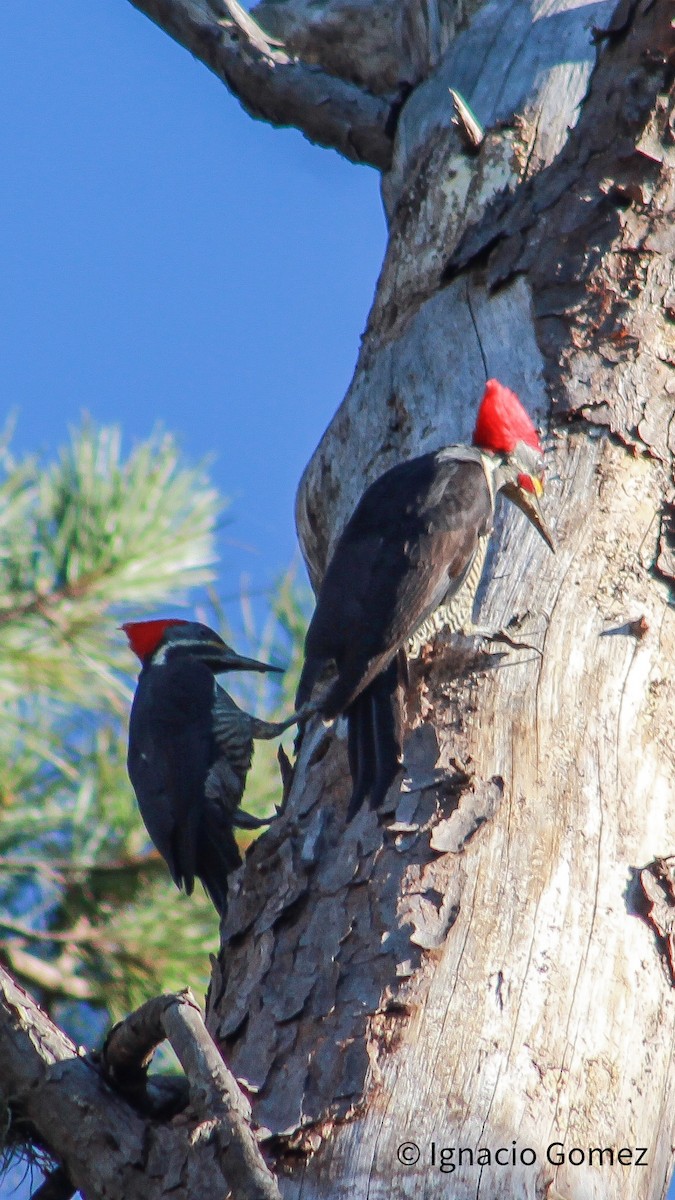 Lineated Woodpecker - Ignacio Gómez Gaffner