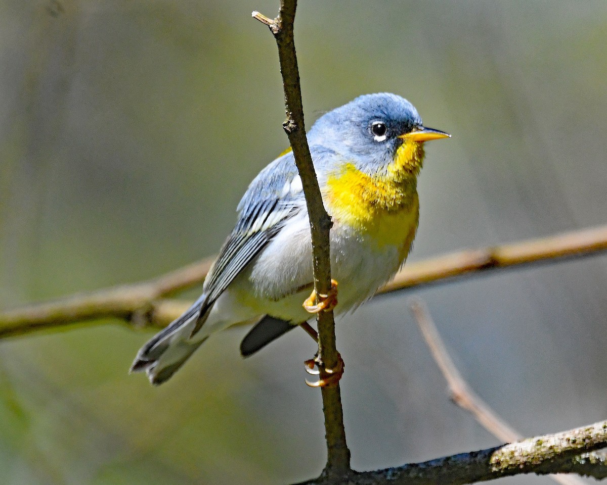 Northern Parula - ML617741331