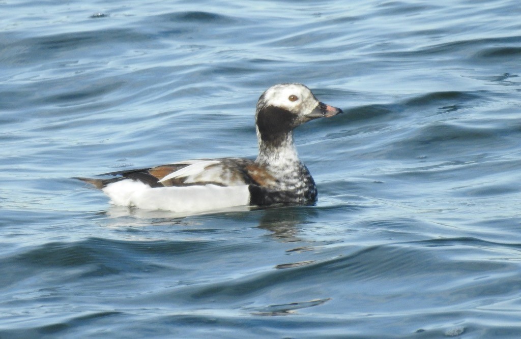 Long-tailed Duck - Mary  McMahon