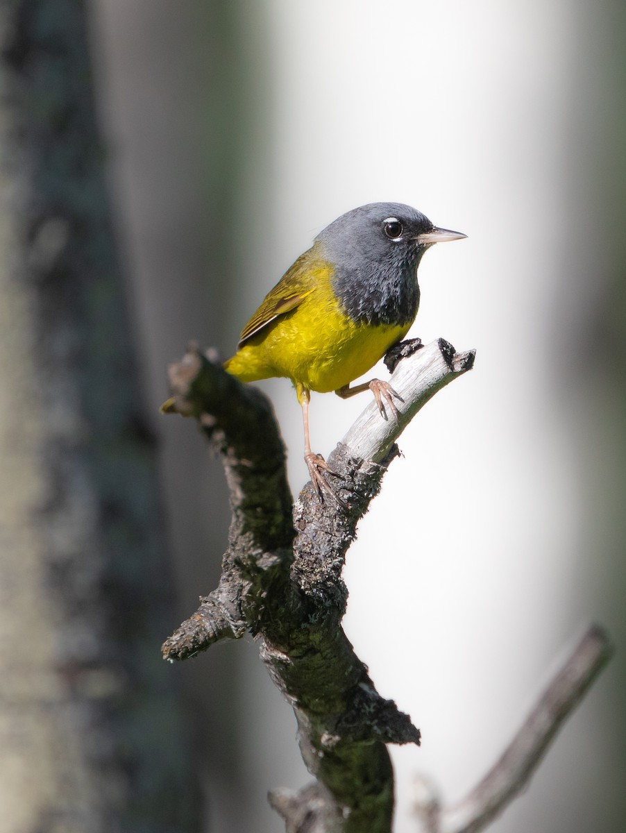 MacGillivray's Warbler - ML617741361