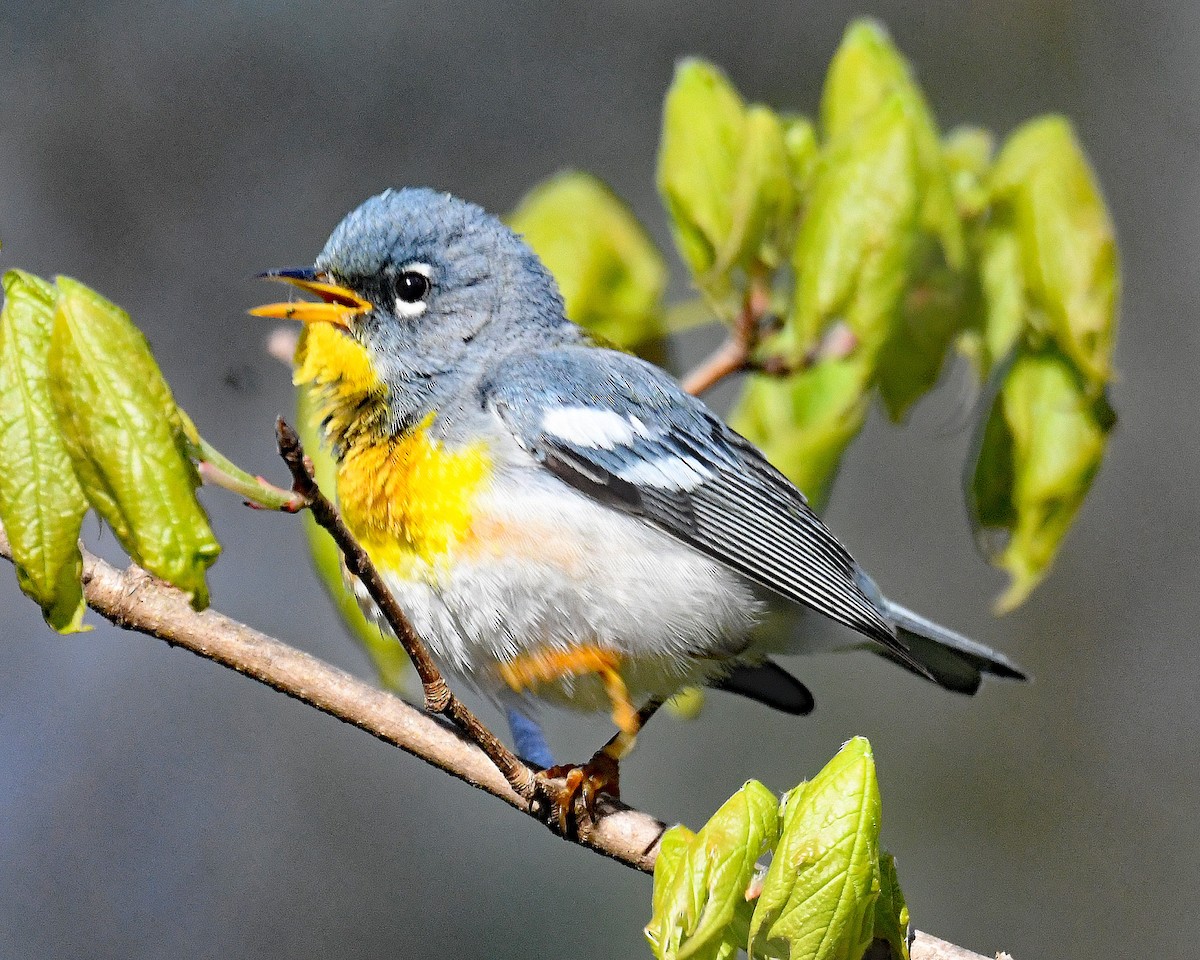 Northern Parula - ML617741396