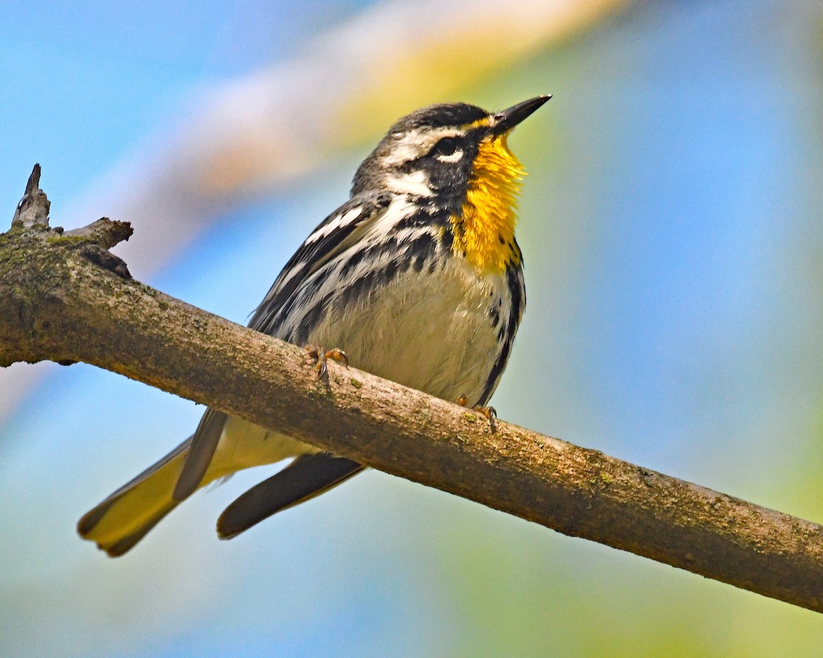 Yellow-throated Warbler - ML617741419