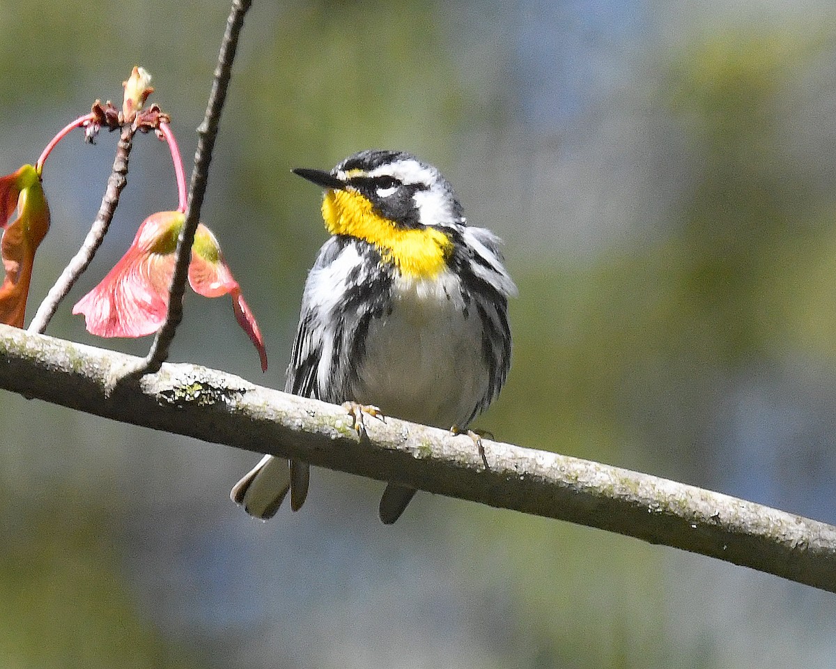 Yellow-throated Warbler - ML617741427