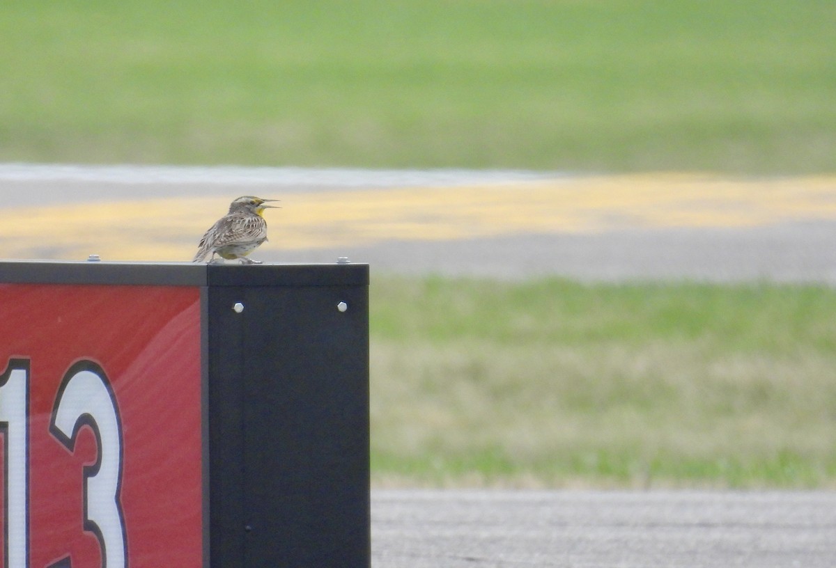 Western Meadowlark - ML617741439