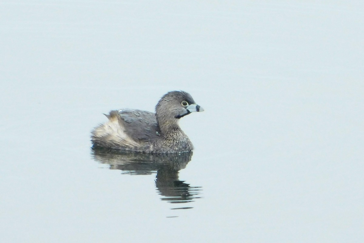 Pied-billed Grebe - ML617741445