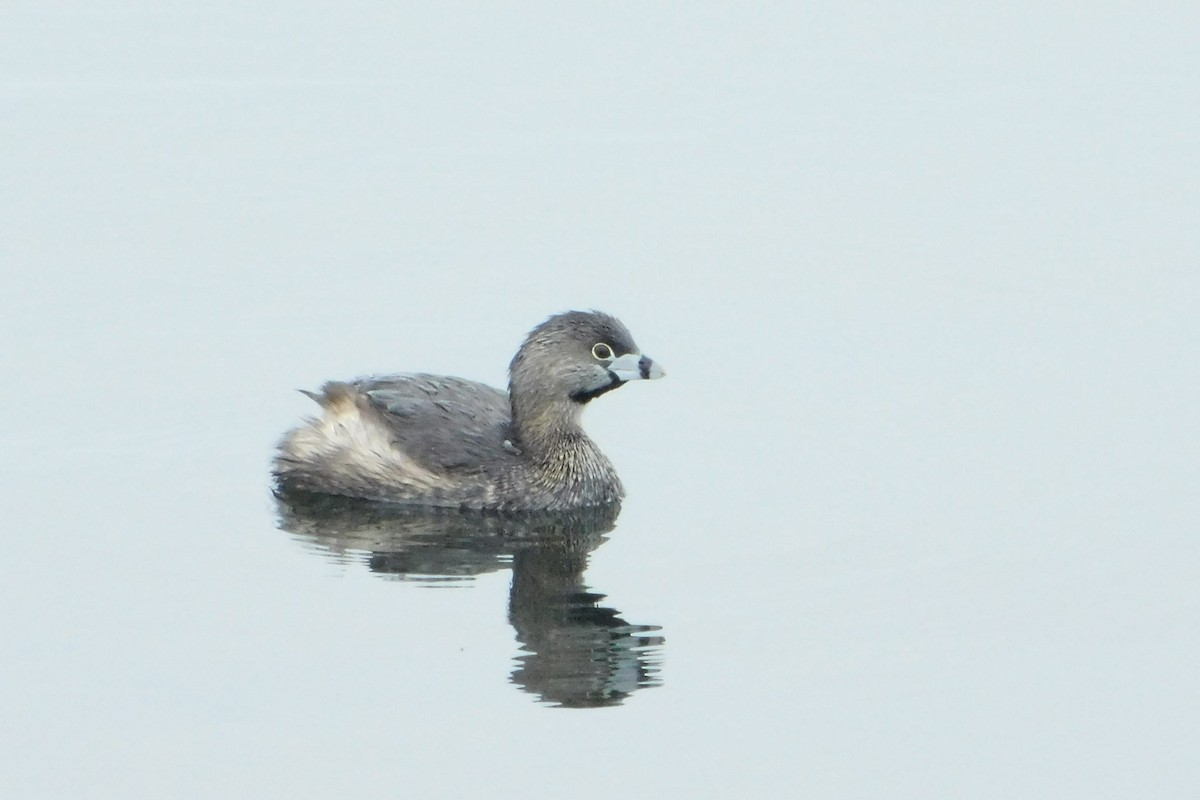 Pied-billed Grebe - ML617741446