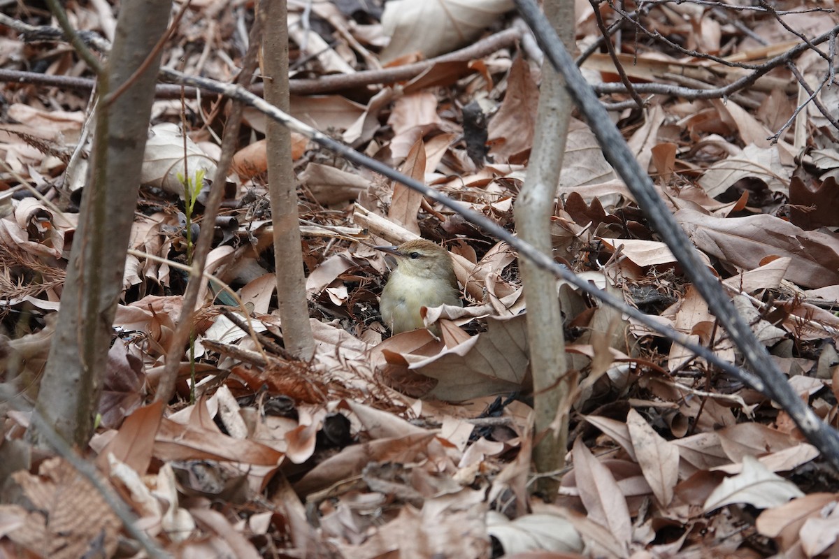 Swainson's Warbler - Jarrett Lewis