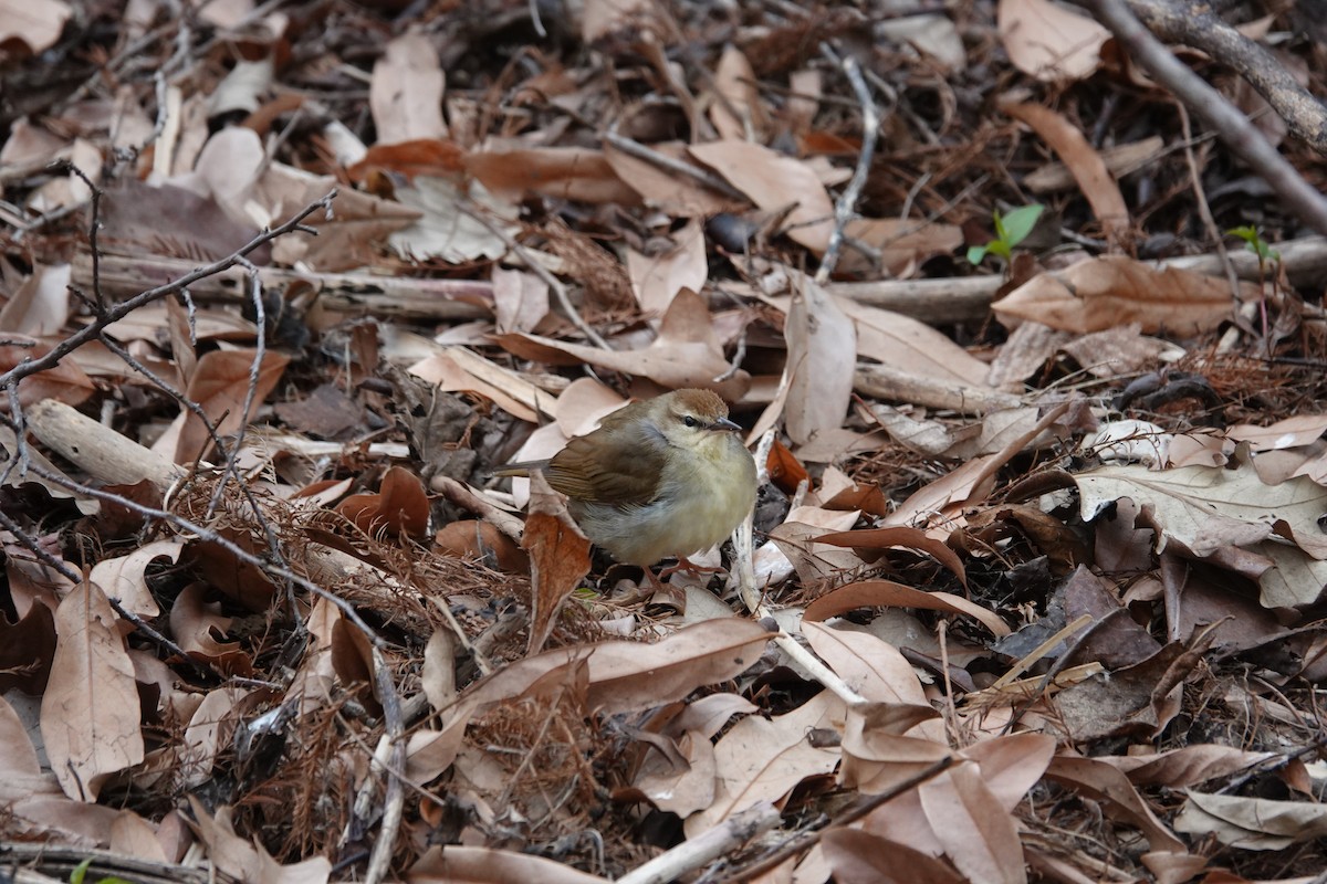 Swainson's Warbler - Jarrett Lewis