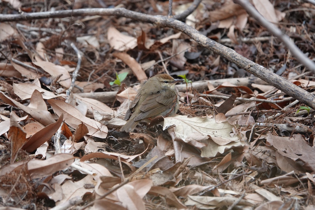 Swainson's Warbler - Jarrett Lewis