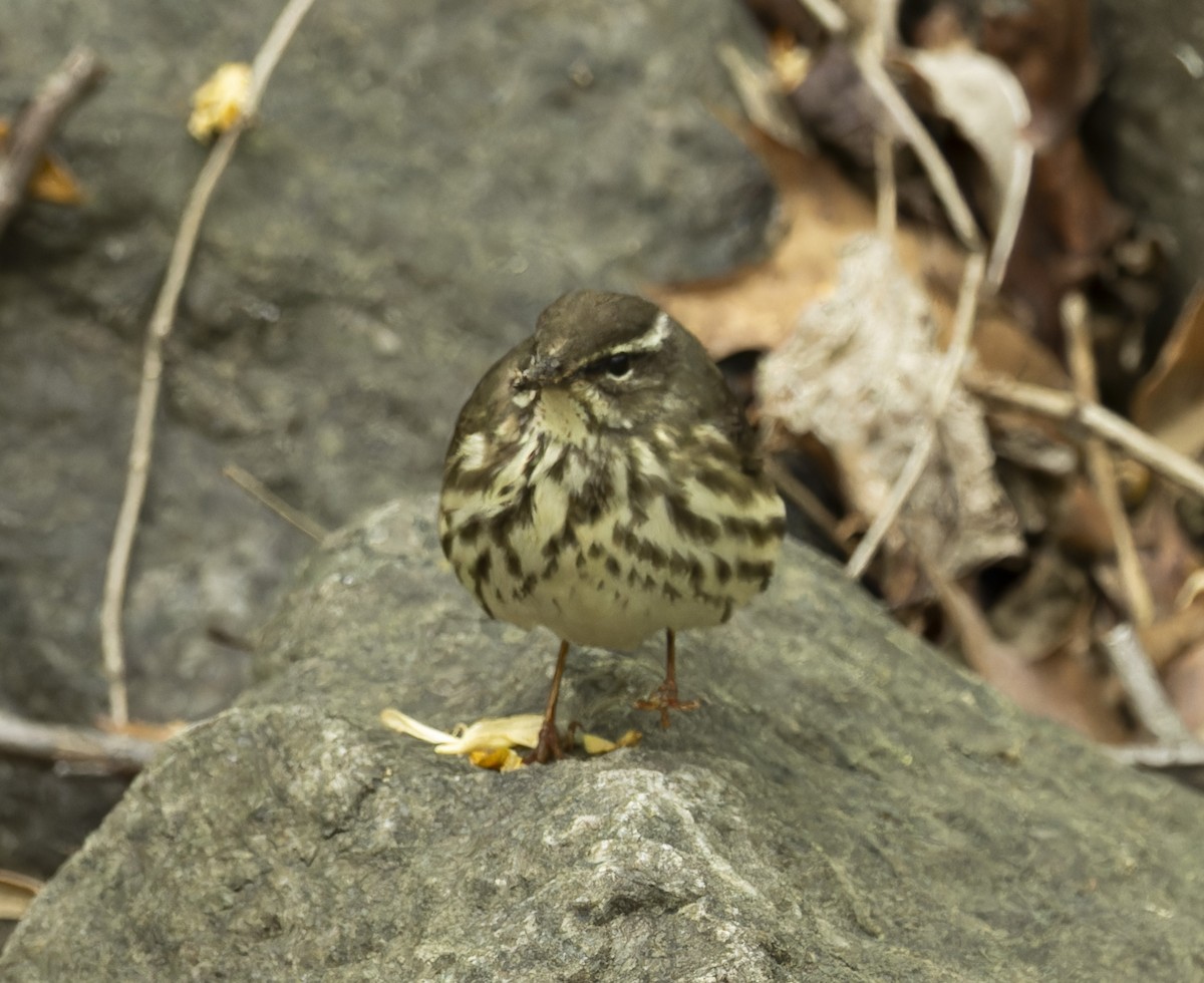 Louisiana Waterthrush - ML617741506