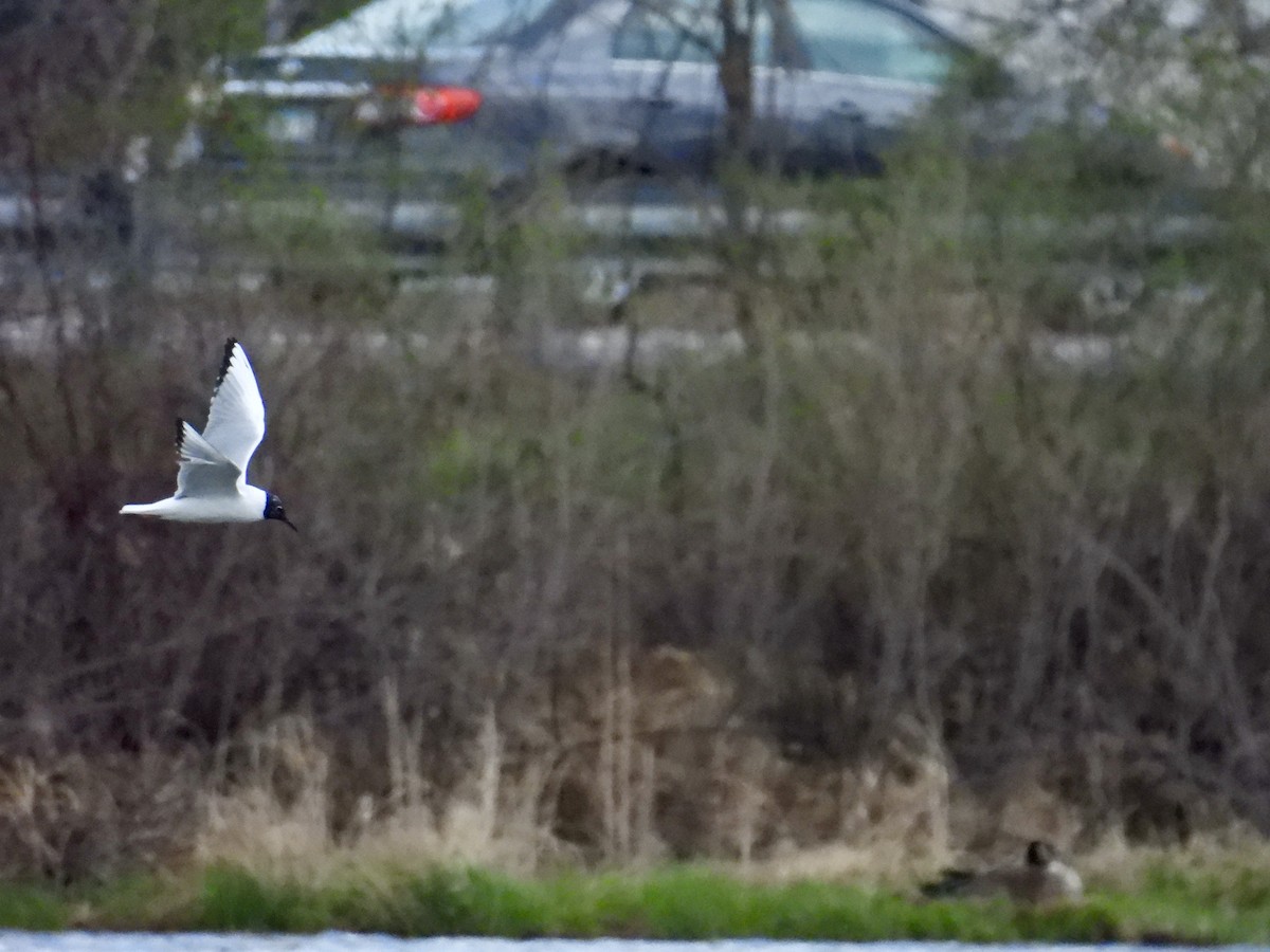 Bonaparte's Gull - ML617741512