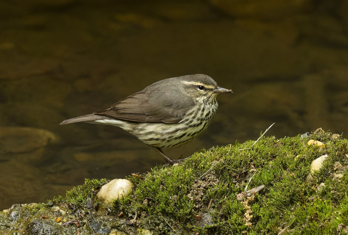 Northern Waterthrush - ML617741521