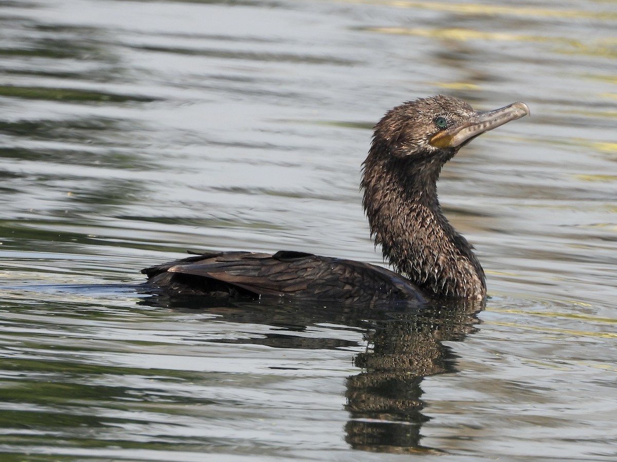 Cormorán Biguá - ML617741535