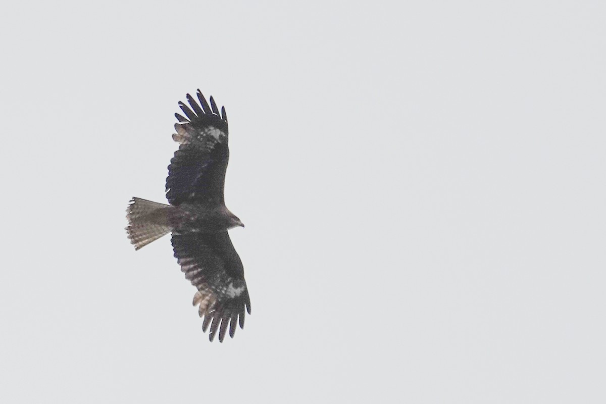 Black Kite (Black-eared) - Scott Stafford