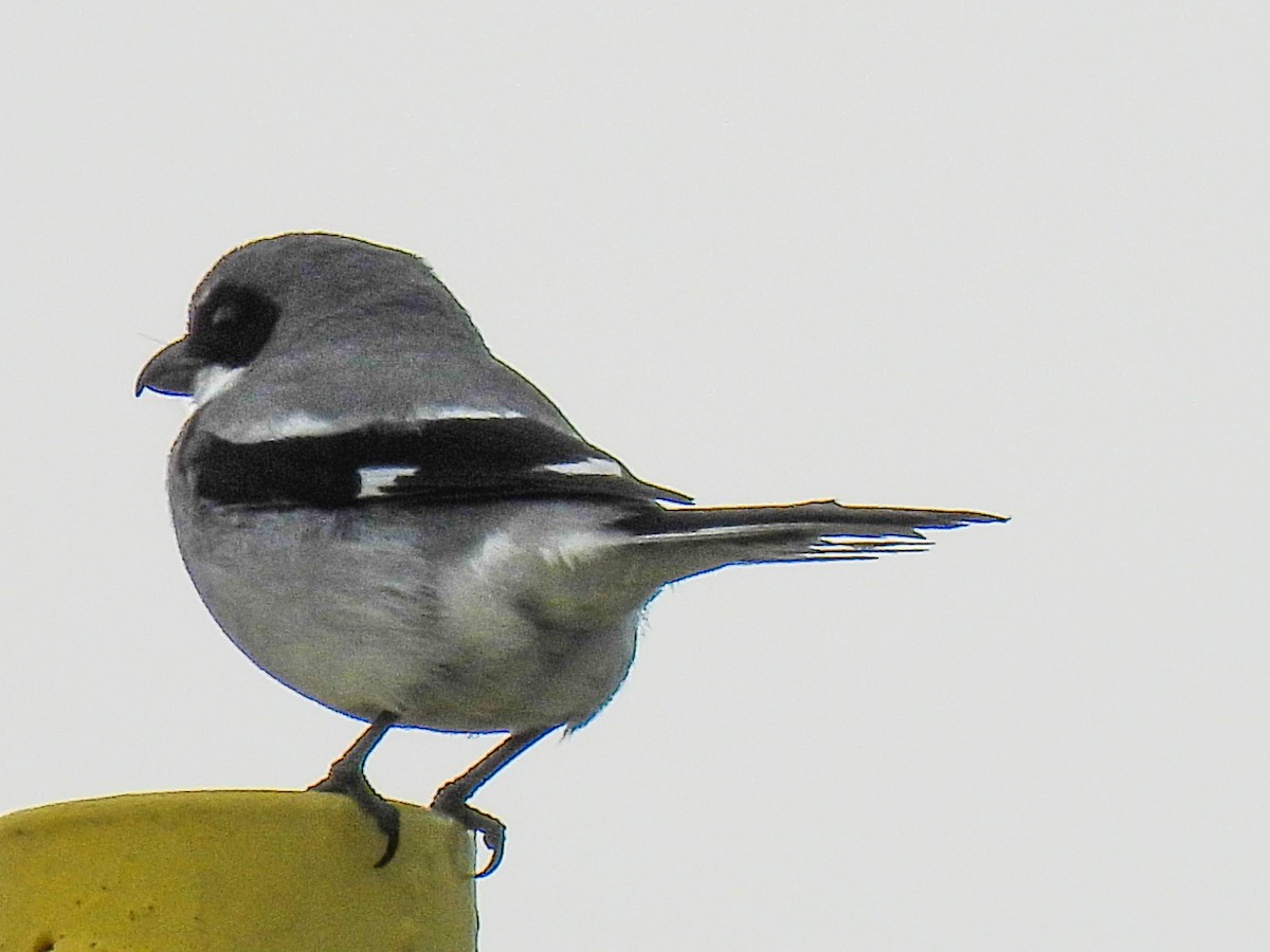Loggerhead Shrike - ML617741686