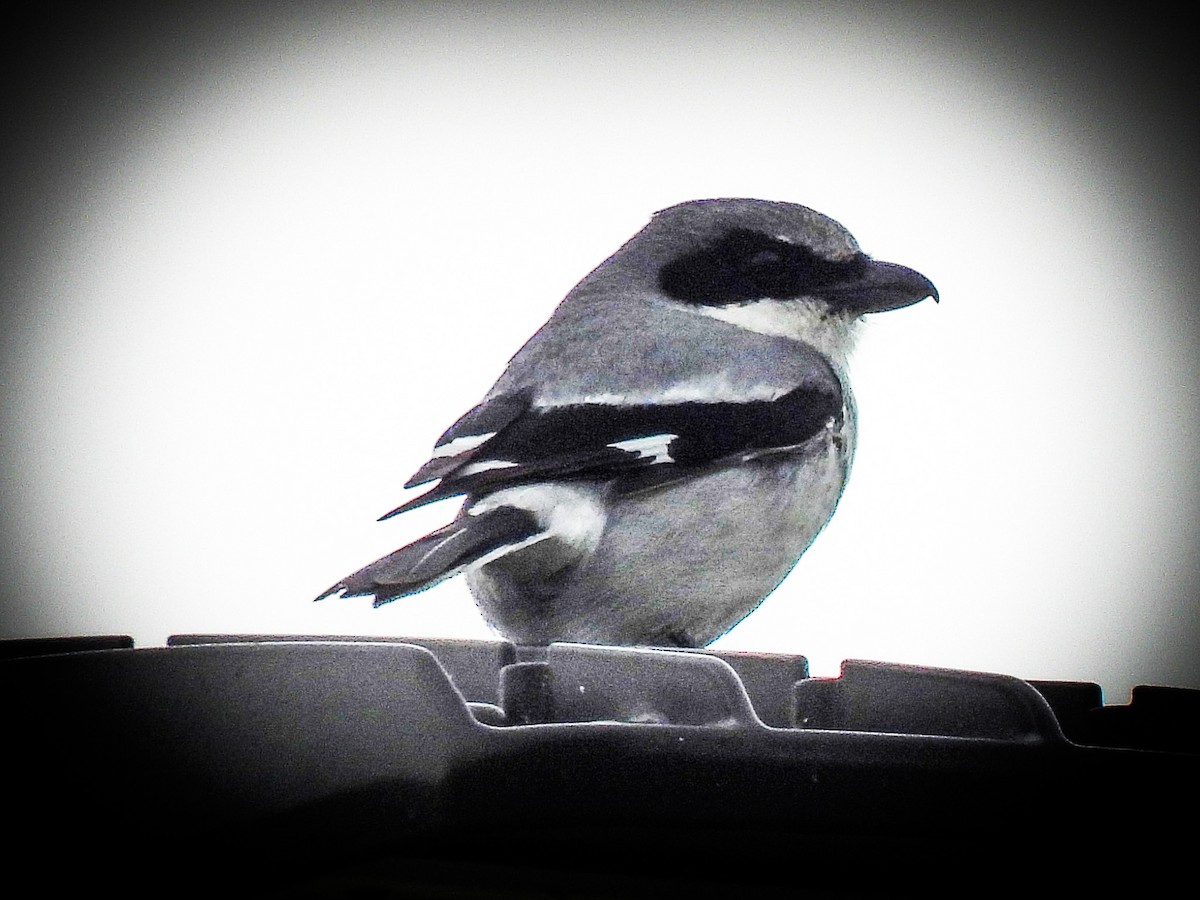 Loggerhead Shrike - ML617741687