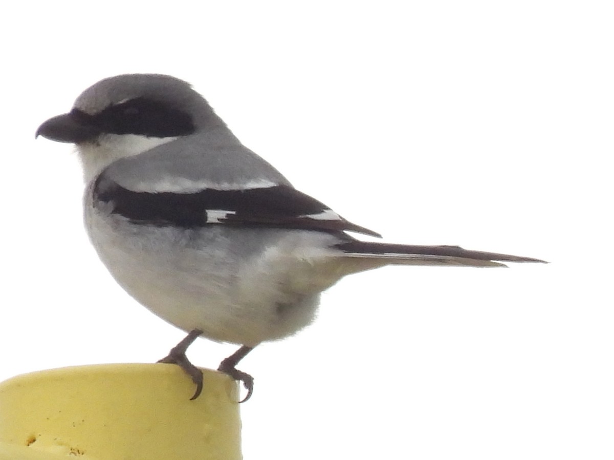 Loggerhead Shrike - ML617741688