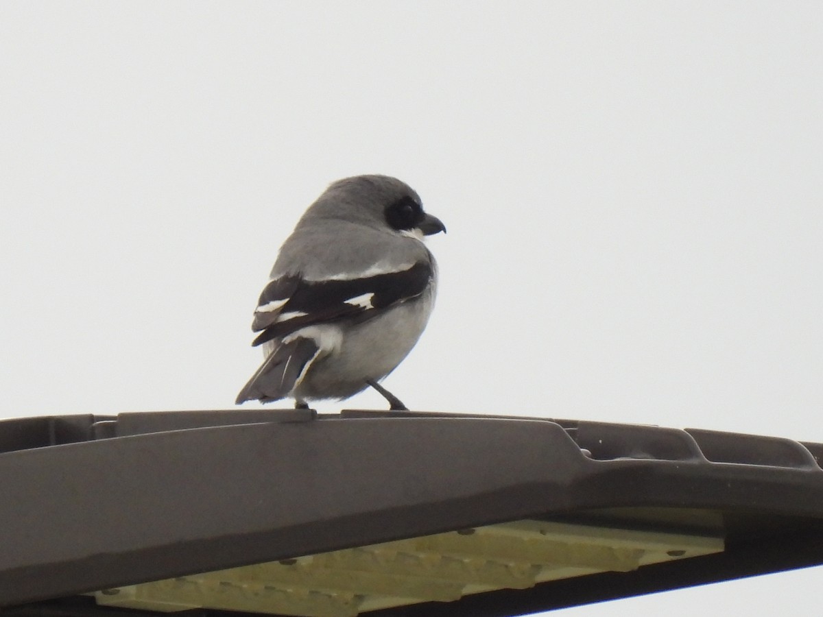 Loggerhead Shrike - ML617741690