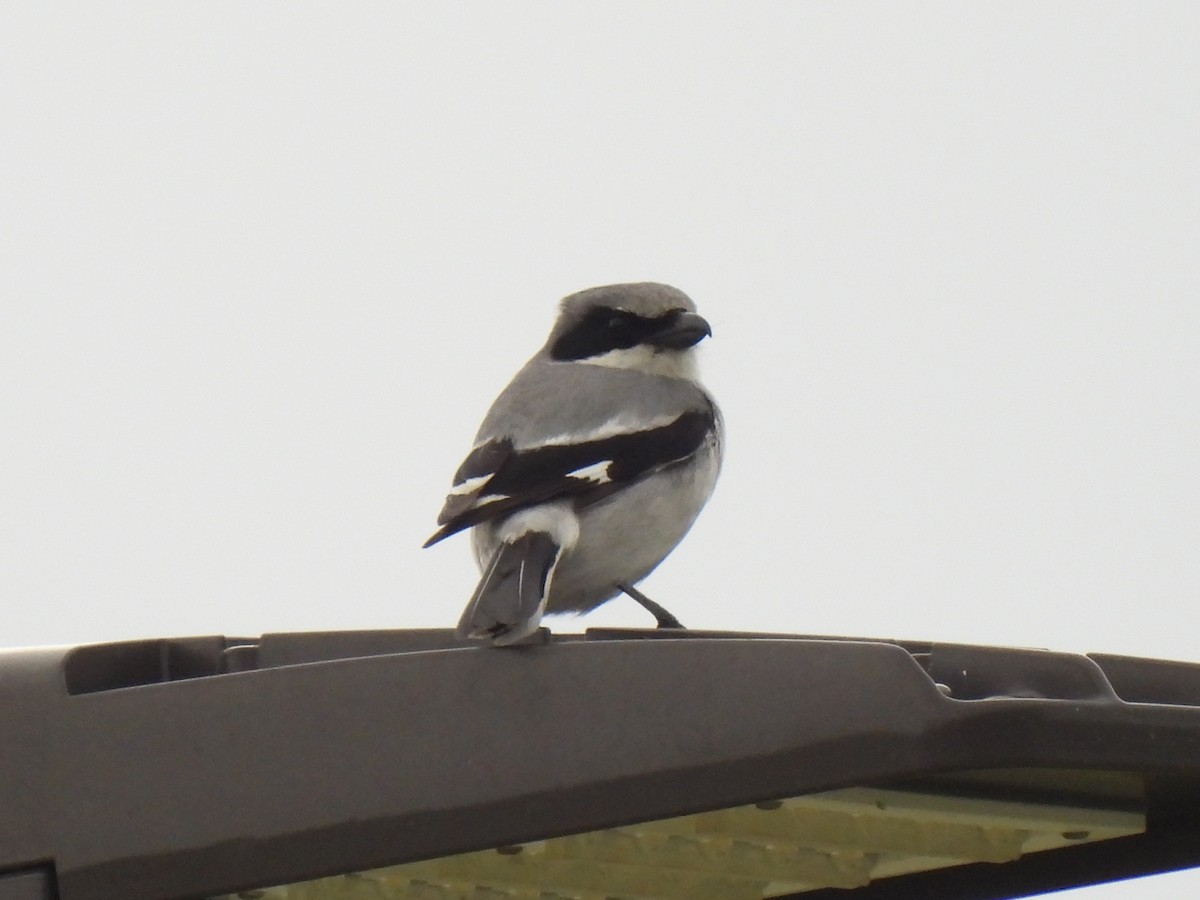 Loggerhead Shrike - ML617741691