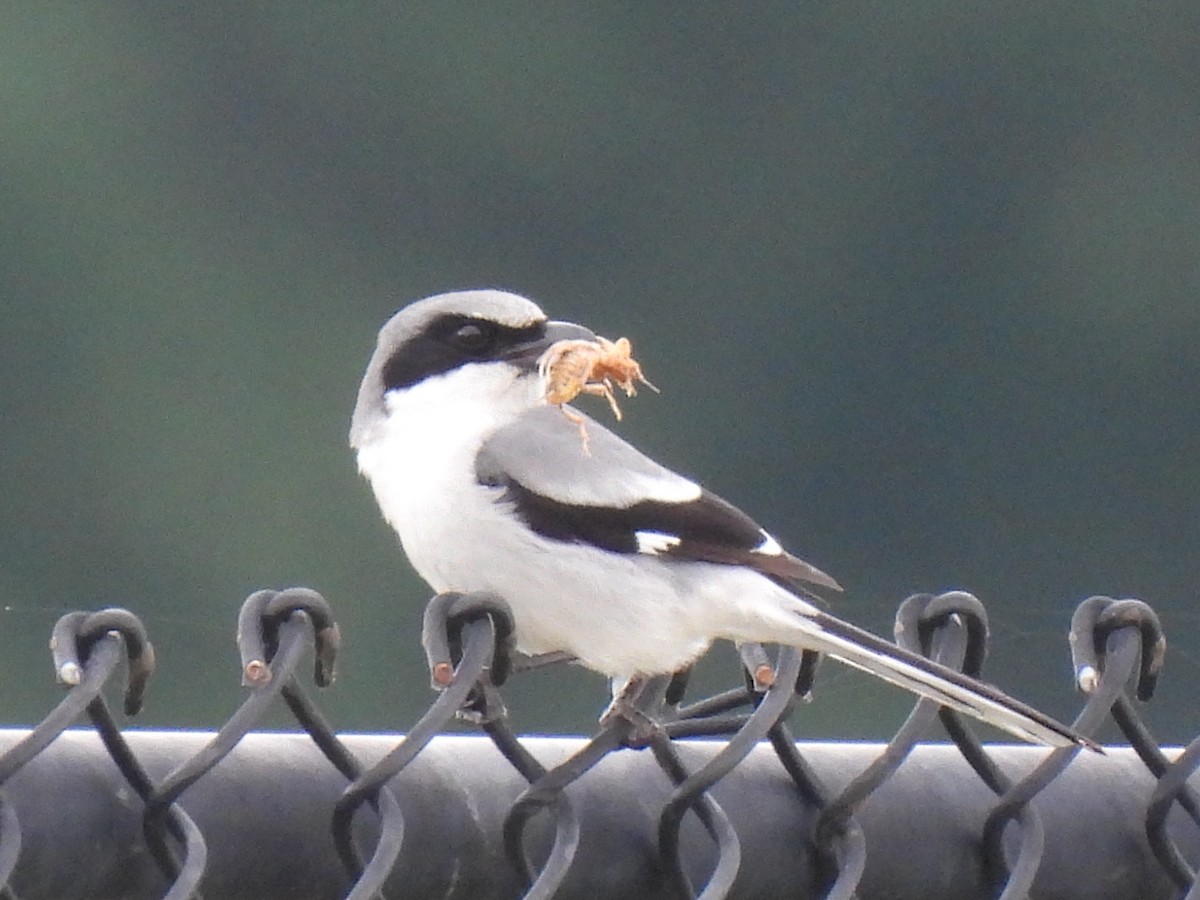 Loggerhead Shrike - ML617741692