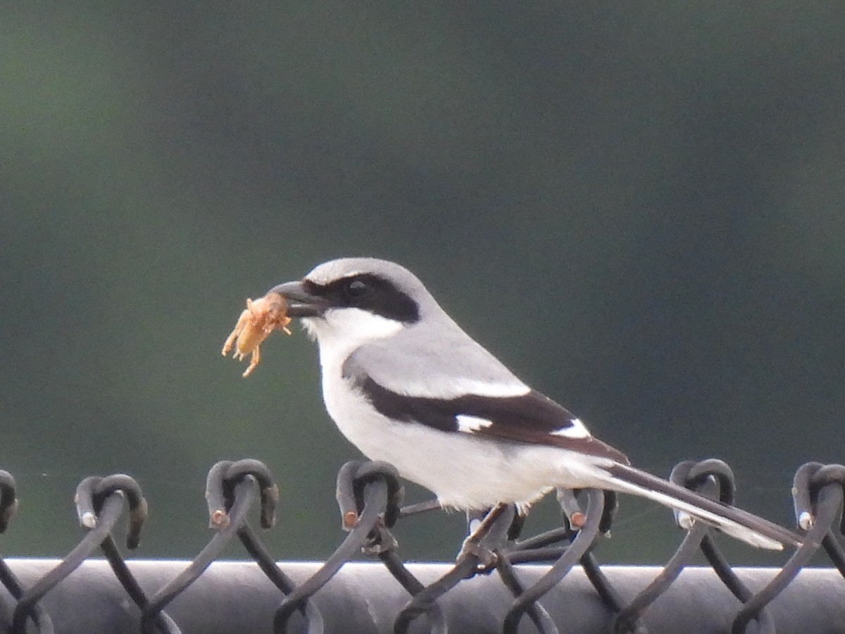 Loggerhead Shrike - ML617741693