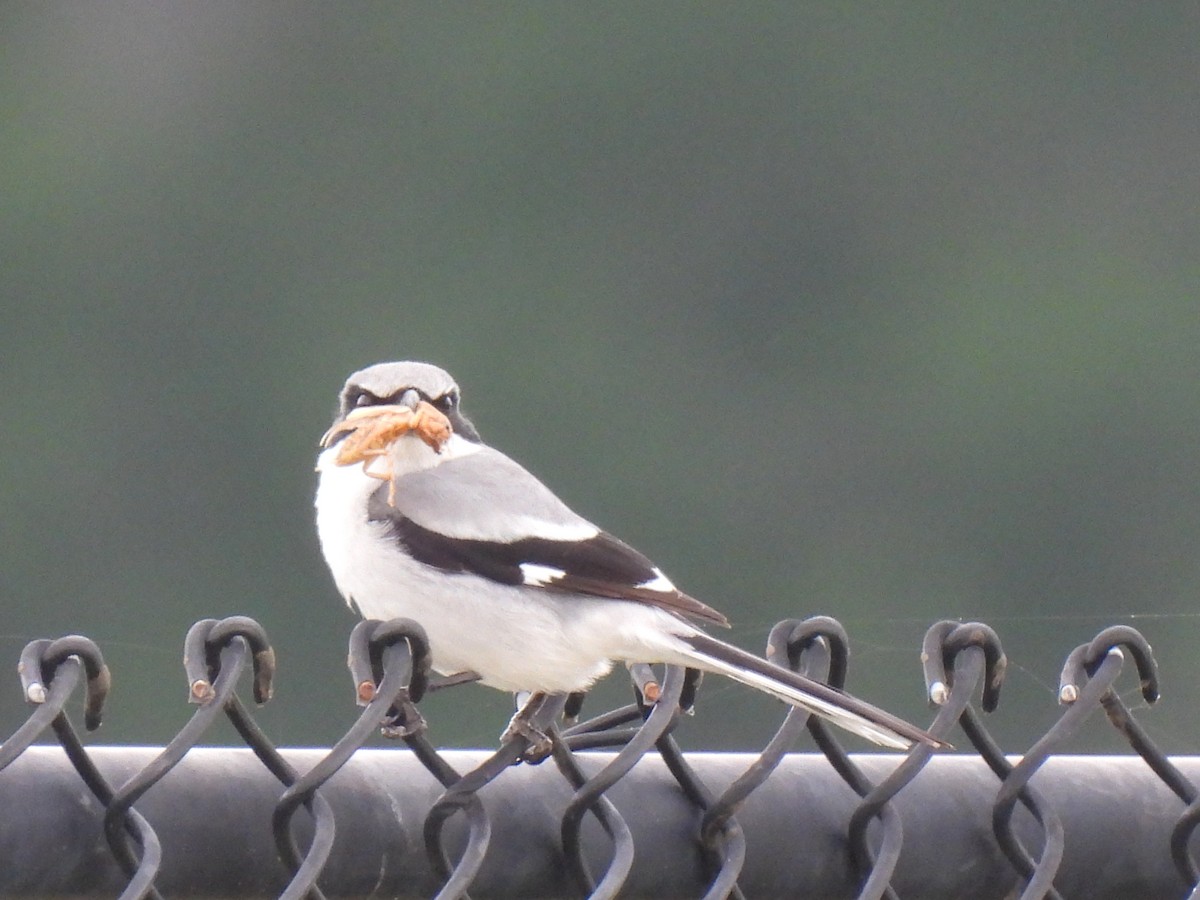 Loggerhead Shrike - ML617741694