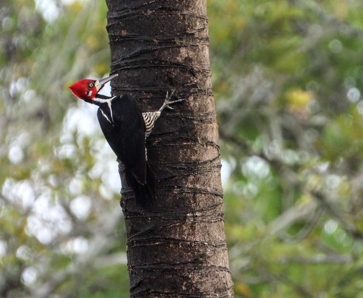 Crimson-crested Woodpecker - Brodie Cass Talbott