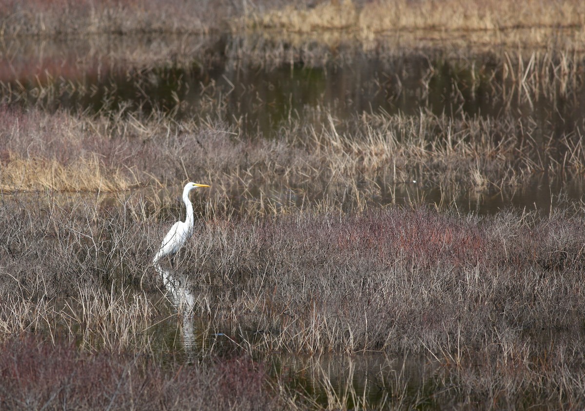 Great Egret - Shari Foley