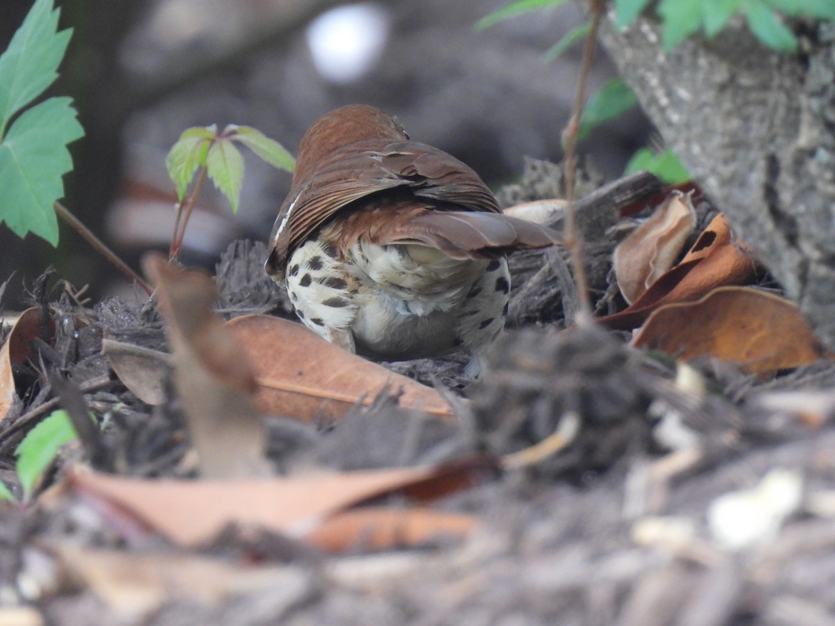 Brown Thrasher - ML617741736