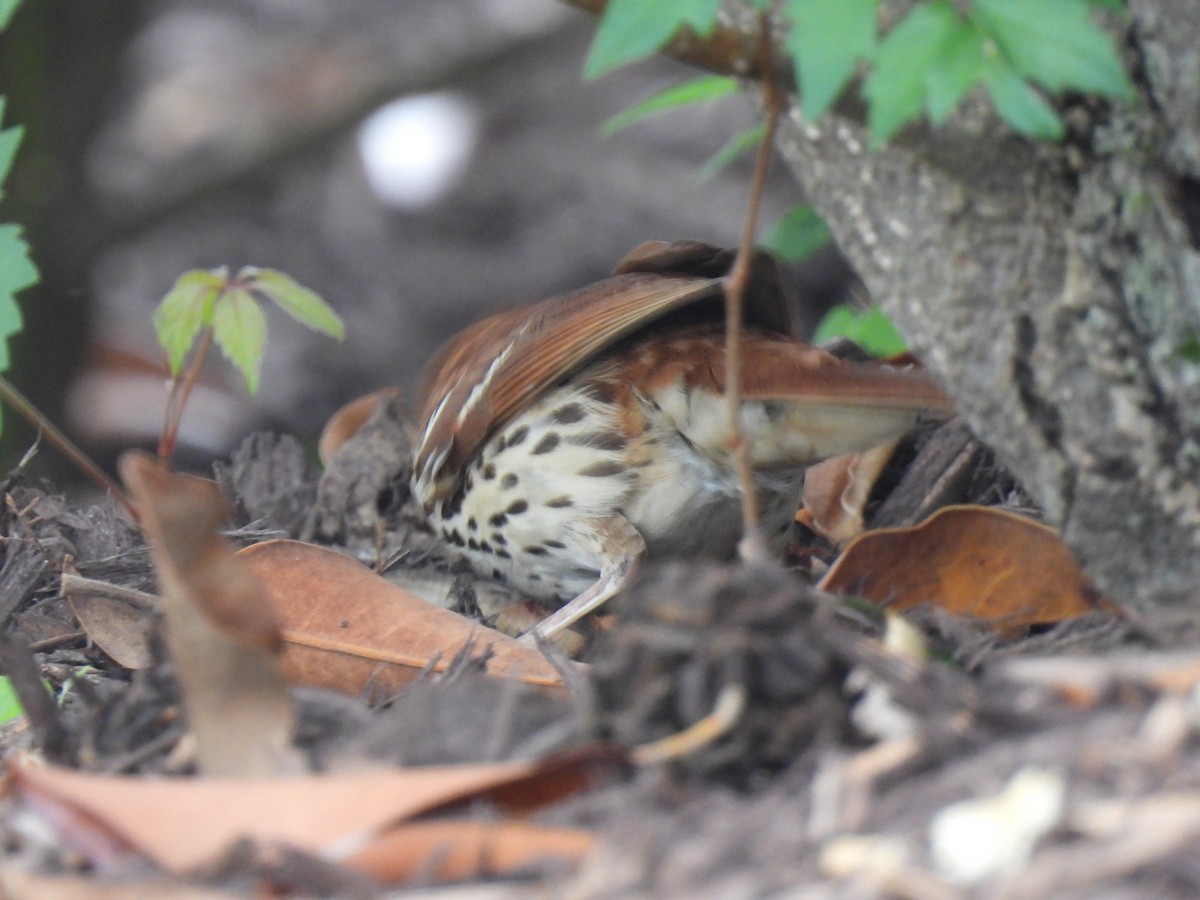 Brown Thrasher - ML617741737