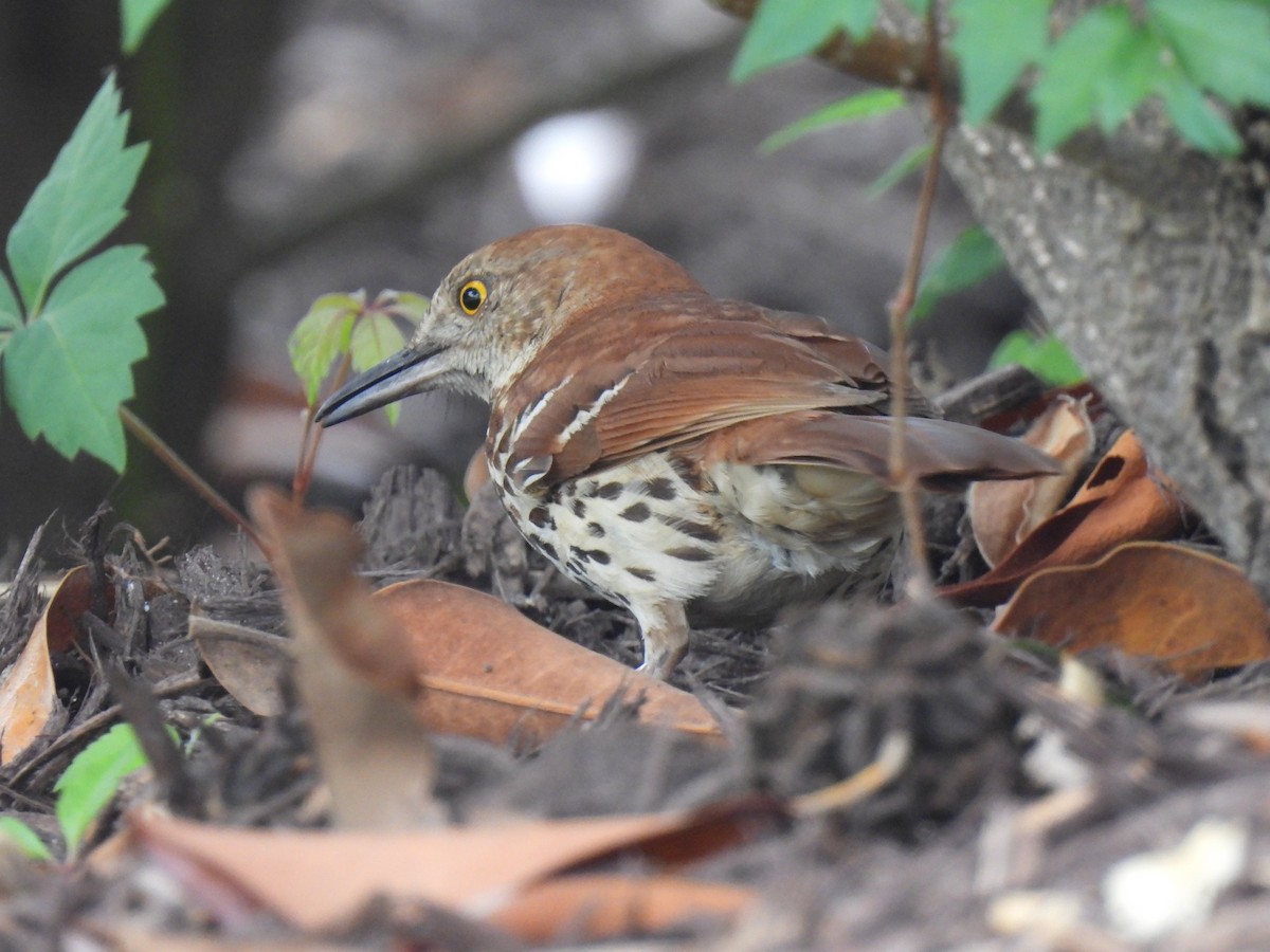 Brown Thrasher - ML617741738