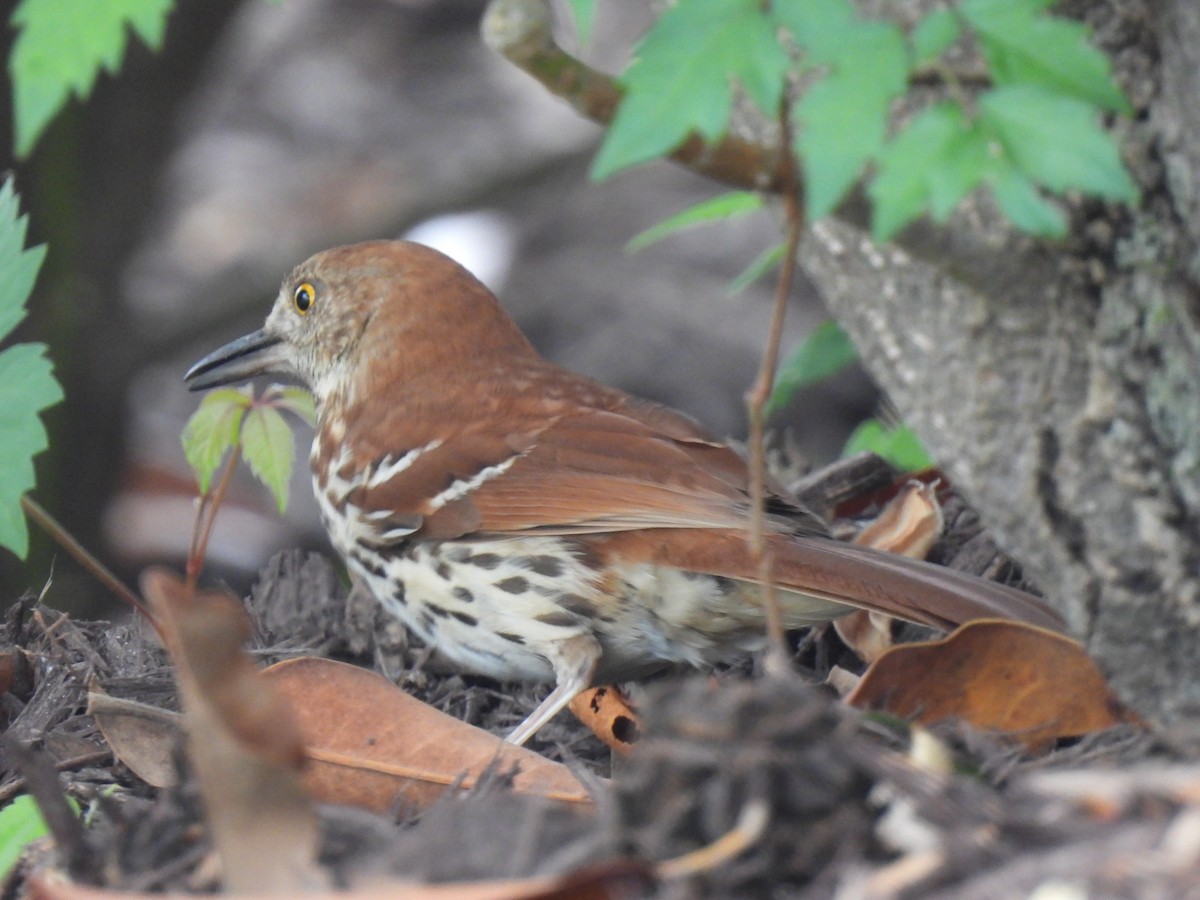 Brown Thrasher - ML617741739
