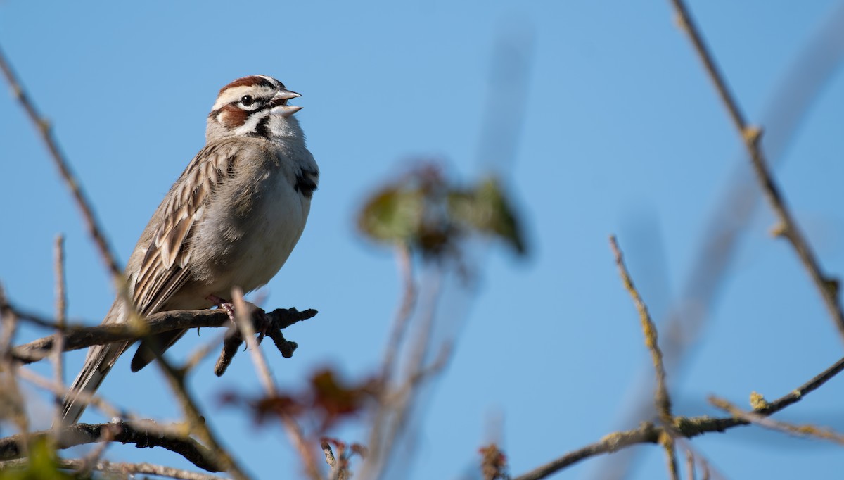 Lark Sparrow - Rajan Rao